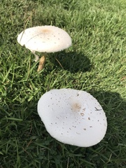 Chlorophyllum molybdites