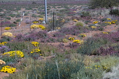 Gazania lichtensteinii