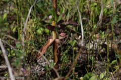 Platanthera aquilonis