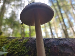Validae