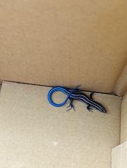 Plestiodon fasciatus