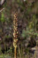 Platanthera aquilonis