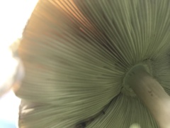 Chlorophyllum molybdites