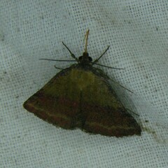 Phytometra viridaria