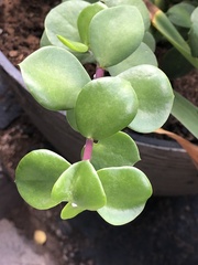 Portulacaria