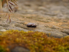 Helicigona lapicida