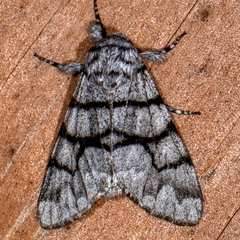 Panthea furcilla