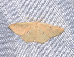 Cyclophora dataria