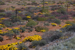 Gazania lichtensteinii