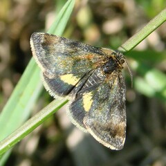 Panemeria tenebrata