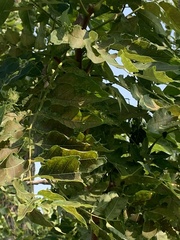 Phellodendron amurense