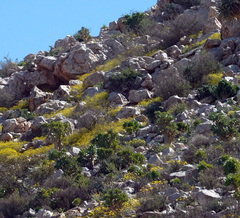 Tylecodon paniculatus