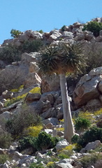 Aloidendron dichotomum