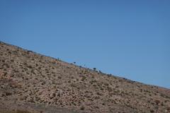 Aloidendron dichotomum