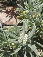 Tournefortia gnaphalodes