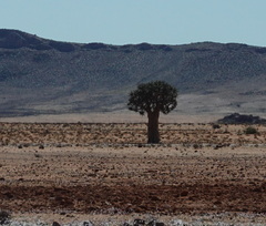 Aloidendron dichotomum
