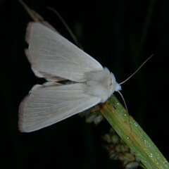 Arenostola phragmitidis