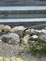 Agama picticauda