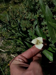 Calochortus apiculatus