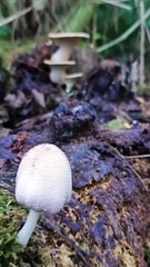 Coprinellus micaceus