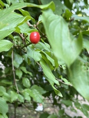 Cornus mas