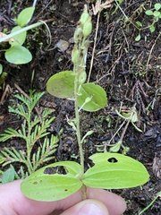 Neottia banksiana