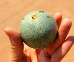 Strychnos cocculoides