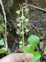 Pyrola
