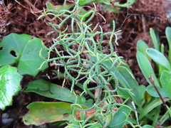 Limonium equisetinum
