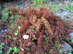 Limonium equisetinum