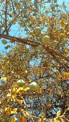 Strychnos cocculoides