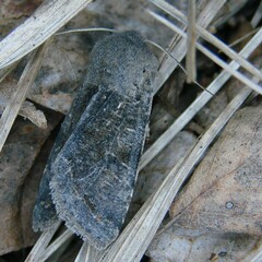 Orthosia incerta