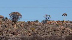 Aloidendron dichotomum