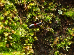Camponotus ligniperda