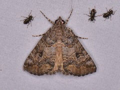 Eubolina impartialis