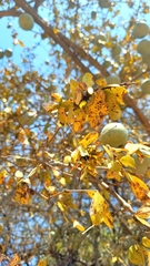 Strychnos cocculoides