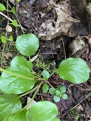 Pyrola