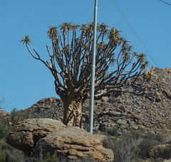 Aloidendron dichotomum