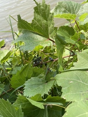 Vitis riparia