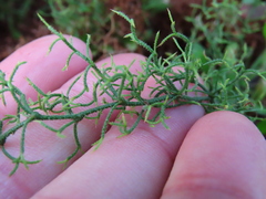 Limonium equisetinum