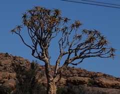 Aloidendron dichotomum