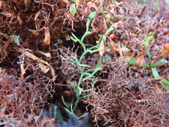 Limonium equisetinum