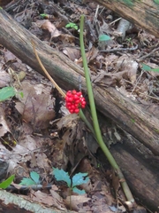 Arisaema triphyllum