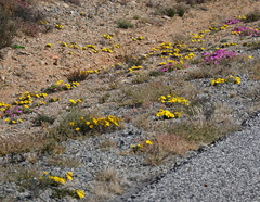 Gazania lichtensteinii