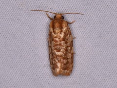 Choristoneura houstonana