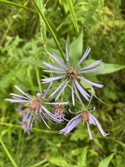 Symphyotrichinae