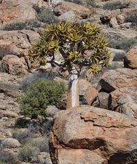 Aloidendron dichotomum