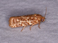 Choristoneura houstonana