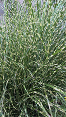 Miscanthus sinensis