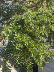 Taxus cuspidata